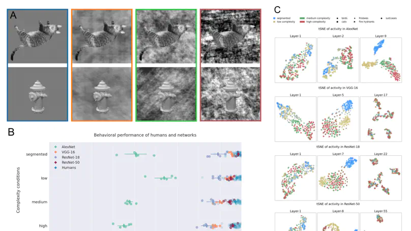 Human visual cortex and deep convolutional neural networks care deeply about object background